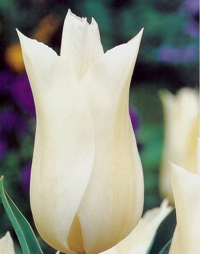 Tulipa 'White Triumphator'