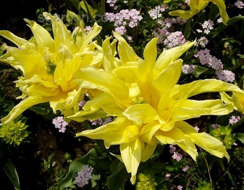 Tulipa 'Yellow Spider'