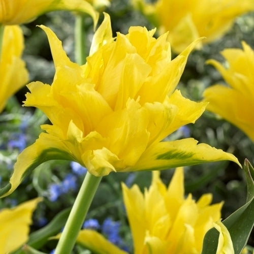 Tulipa 'Yellow Spider'