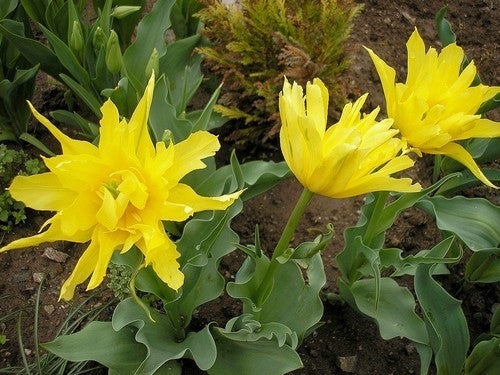 Tulipa 'Yellow Spider'