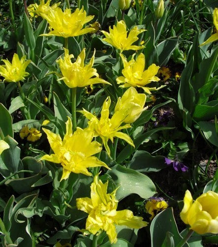 Tulipa 'Yellow Spider'