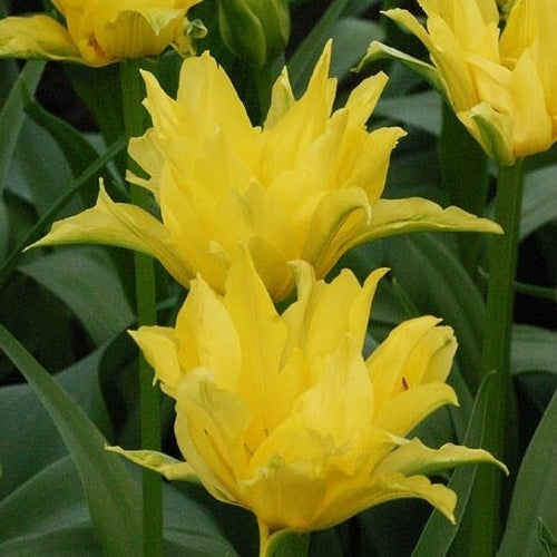 Tulipa 'Yellow Spider'
