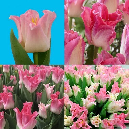 Tulipa 'Crown of Dynasty'