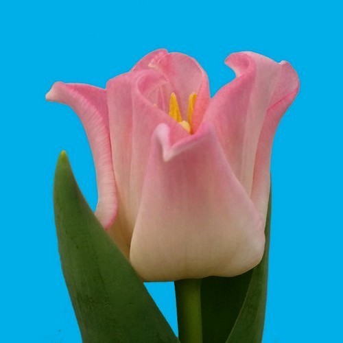 Tulipa 'Crown of Dynasty'