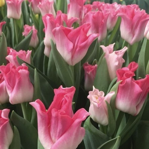 Tulipa 'Crown of Dynasty'