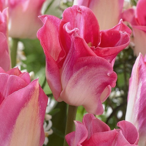 Tulipa 'Crown of Dynasty'
