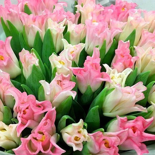 Tulipa 'Crown of Dynasty'