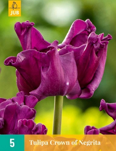 Tulipa 'Crown of Negrita'