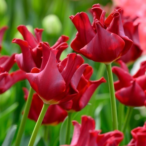 Tulipa 'Red Dress'