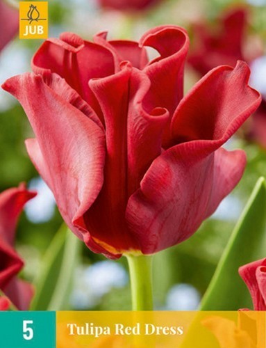 Tulipa 'Red Dress'