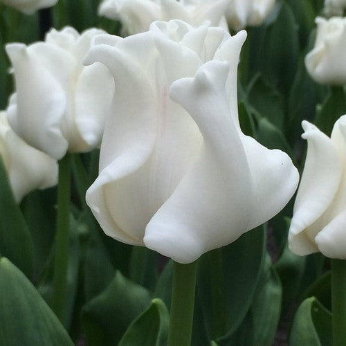 Tulipa 'White Liberstar'