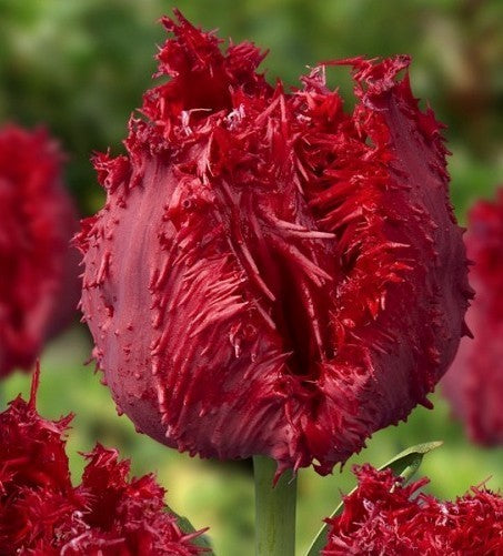 Tulipa 'Barbados'