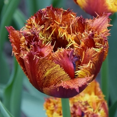 Tulipa 'Bastia'