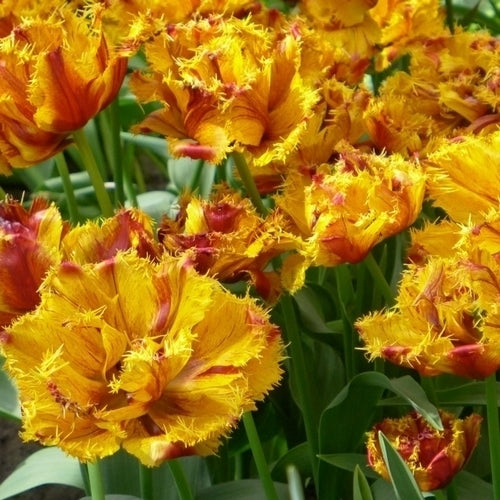Tulipa 'Bastia'