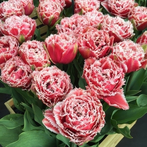 Tulipa 'Brest'