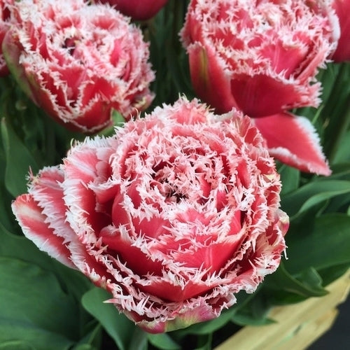 Tulipa 'Brest'