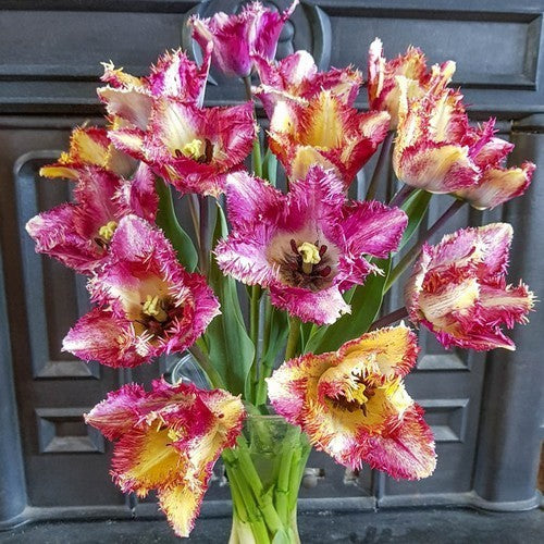 Tulipa 'Colour Fusion'