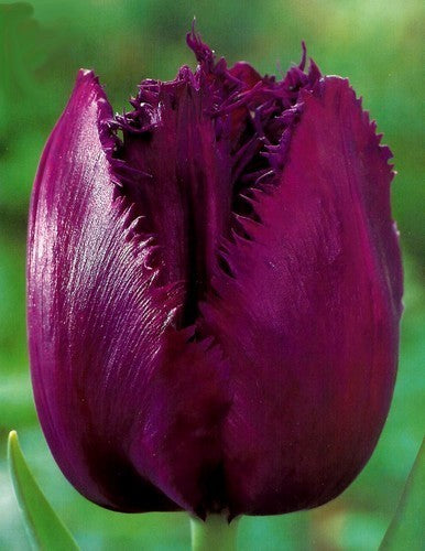 Tulipa 'Curly Sue'