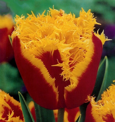 Tulipa 'Davenport'