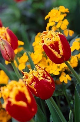 Tulipa 'Davenport'