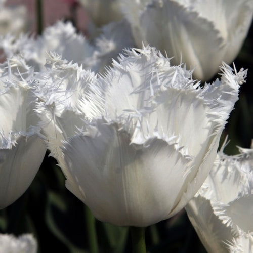 Tulipa 'Daytona' / 'Noordeinde'