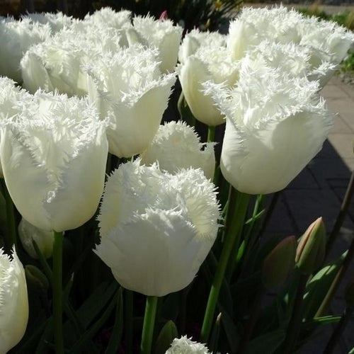 Tulipa 'Daytona' / 'Noordeinde'