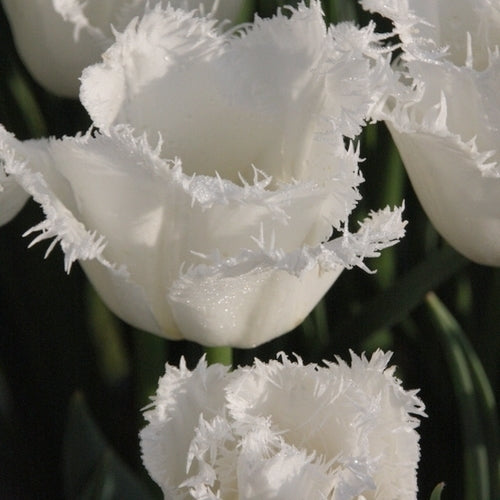 Tulipa 'Daytona' / 'Noordeinde'