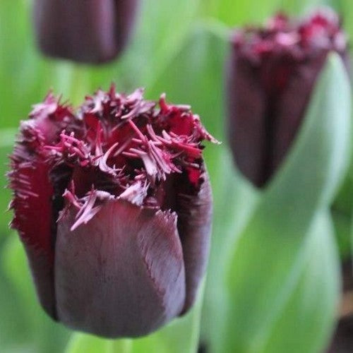 Tulipa 'Labrador'