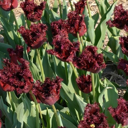 Tulipa 'Labrador'