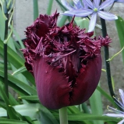 Tulipa 'Labrador'