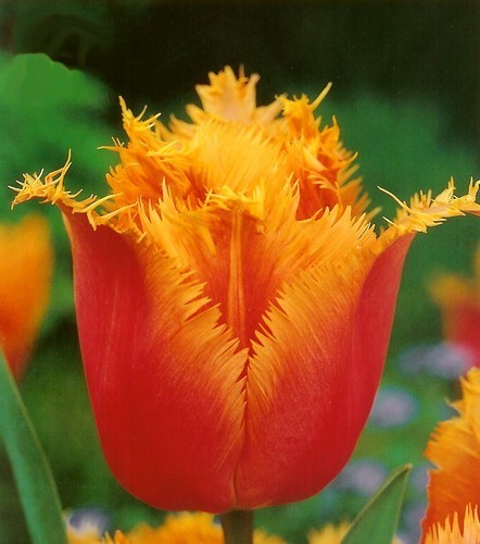 Tulipa 'Lambada'