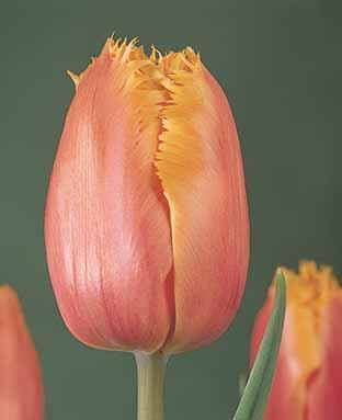 Tulipa 'Lambada'