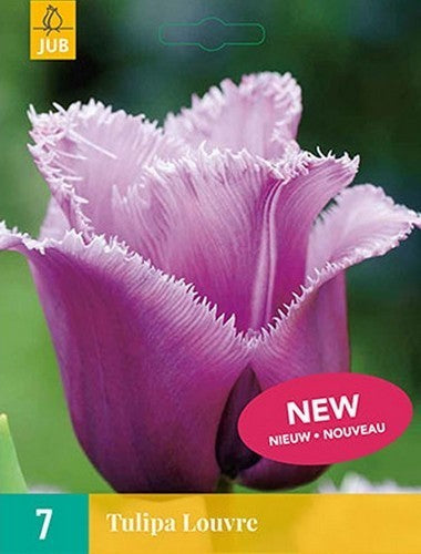 Tulipa 'Louvre'