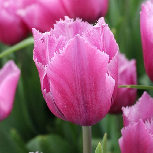 Tulipa 'Louvre'