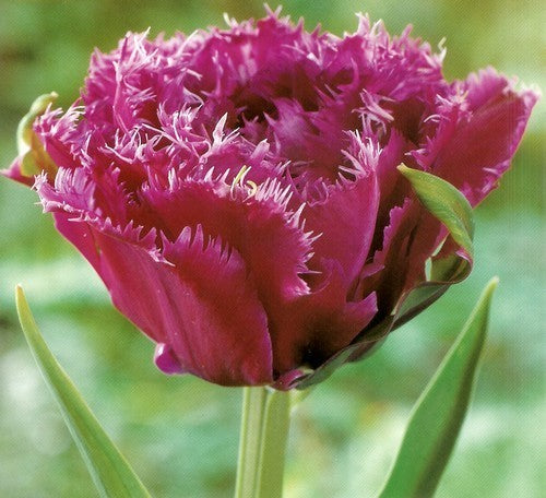 Tulipa 'Mascotte'