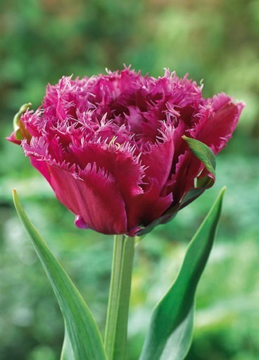 Tulipa 'Mascotte'