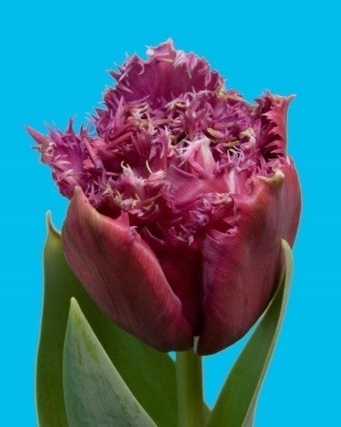 Tulipa 'Mascotte'
