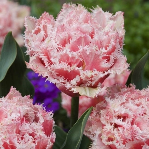 Tulipa 'Queensland'