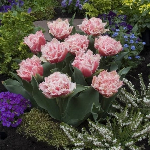 Tulipa 'Queensland'