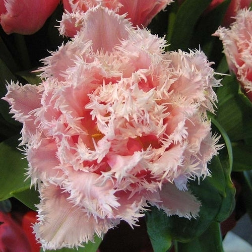 Tulipa 'Queensland'