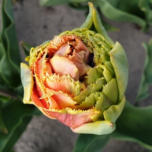 Tulipa 'Brisbane'