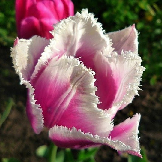 Tulipa 'Siesta'