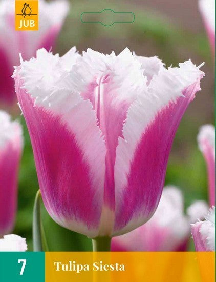 Tulipa 'Siesta'