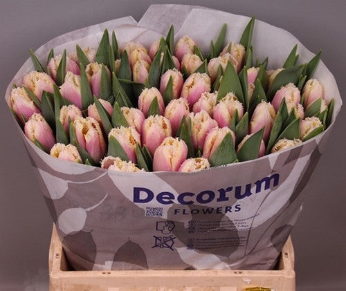 Tulipa 'Siesta'
