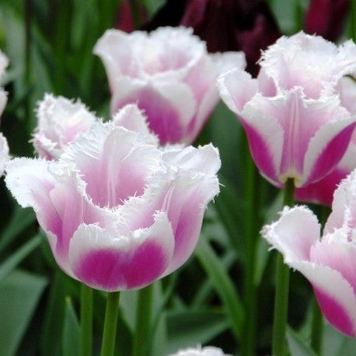 Tulipa 'Siesta'