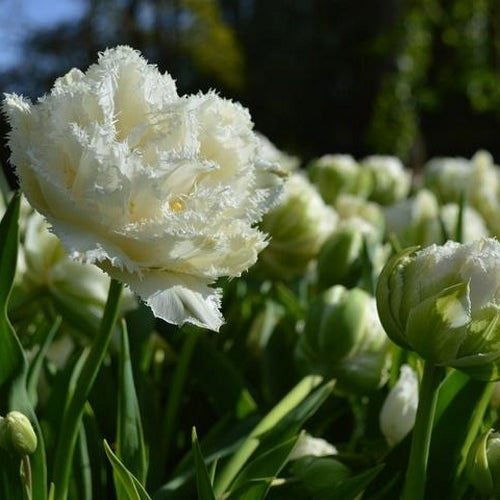Tulipa 'Snow Crystal'