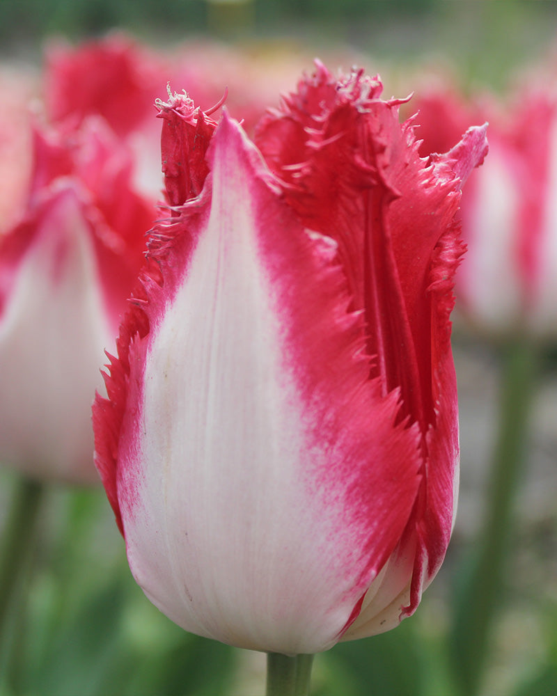 Tulipa 'Snow Crystal'