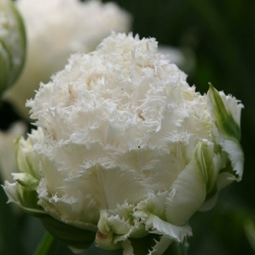 Tulipa 'Snow Crystal'