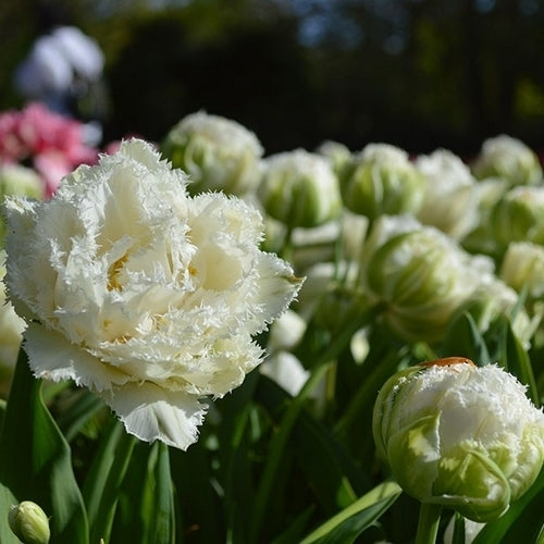Tulipa 'Snow Crystal'