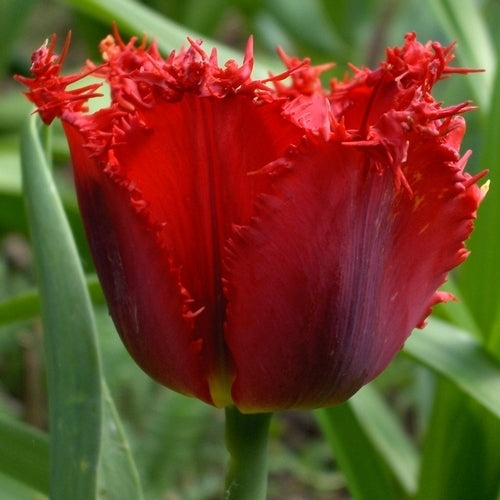 Tulipa 'Valery Gergiev' / 'Pacific Pearl'